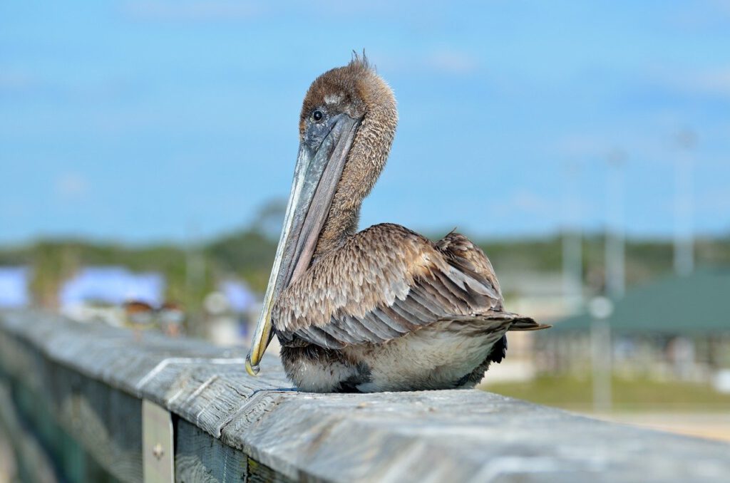 pelican, bird, resting-1698740.jpg